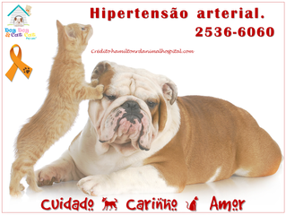 Hipertensão: questão de saúde animal para cães e gatos.