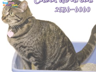 Caixa de areia para seu miau!