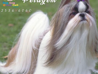 Hidrate a pelagem do seu peludinho e entenda os benefícios!
