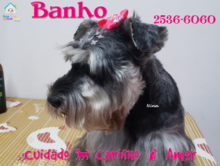 Banho e tosa para embelezar ainda mais nossos clientes!