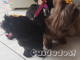 Calor, passeios, água... Cuidados essenciais!
