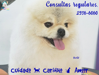 Consulta médica: qualidade de vida para seu amiguinho!