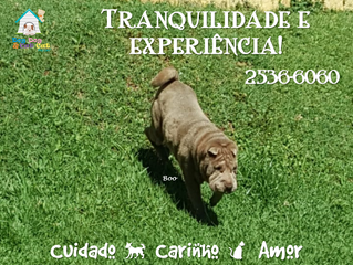Traga seu amicão para o nosso Hotel e fique tranquilo!