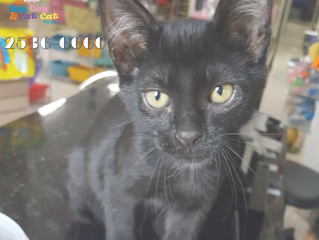 Seu gatinho está seguro em casa?