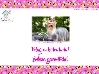 Pelagem hidratada. Beleza garantida!