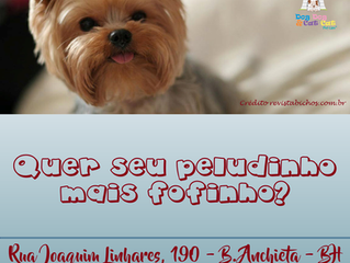 Seu peludinho fofinho!