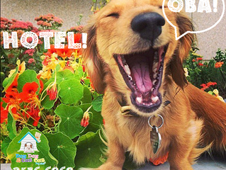 Amanhã é feriado! Oba! Hotel!