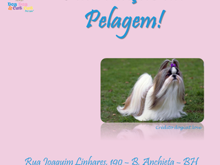 O que faz a hidratação da pelagem.