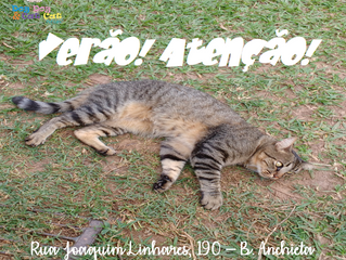 Calor: atenção com alimentos, água e comportamento!