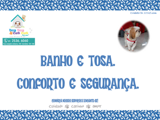 Banho e tosa: profissionalismo.