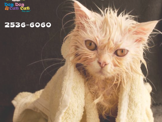 Um banho para o seu miau!