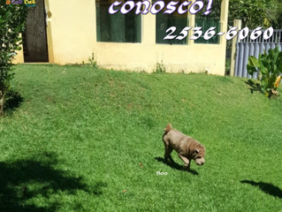 Seu amicão em um fim de semana conosco!