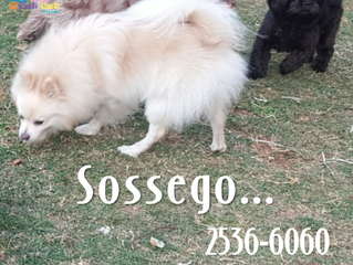 Em nosso Hotel tem sossego!