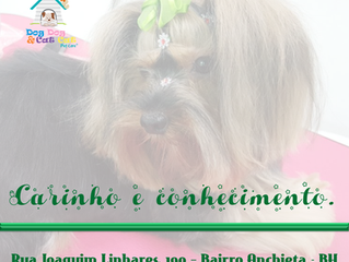 Médico veterinário: profissão escolhida por amor!