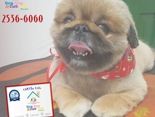 Um cartão que traz vantagens para tutor e peludinho!