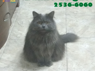 Banho de gato? Sim, como não!