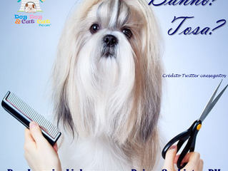 Banho e tosa: beleza com saúde!