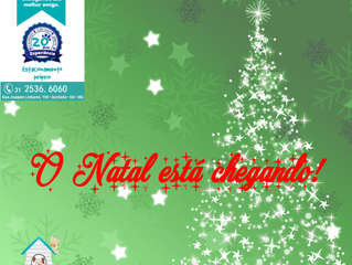 Natal chegando... Nosso táxi-pet ajudando!