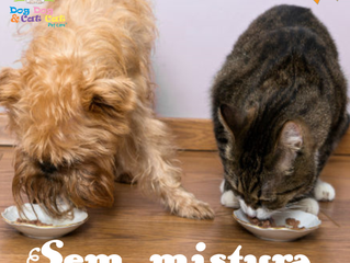 Cão e gato podem comer a mesma ração?