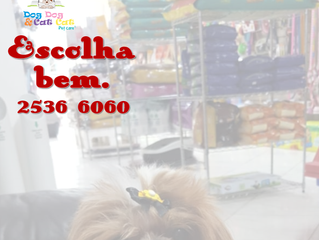 Você escolhe a ração por preço? Melhor consultar o veterinário!