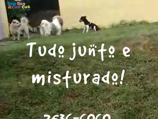 Como é boa a confraternização!