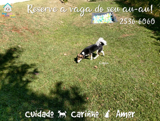 Ligue agora e reserve a vaga do seu au-au em nosso Hotel!