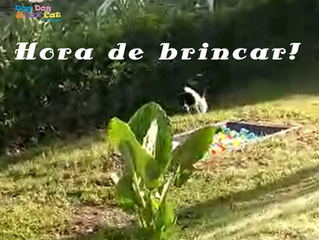 Diversão a toda prova!