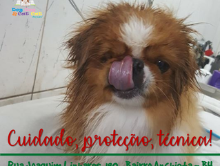 Conheça o banho do seu peludinho!
