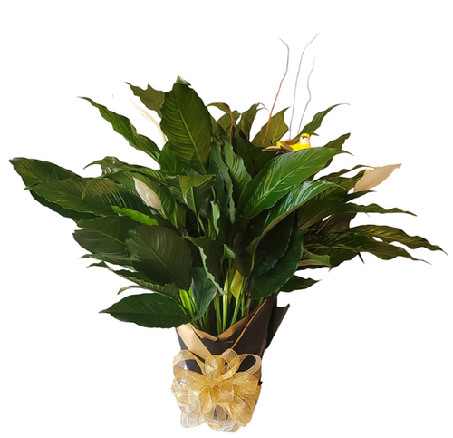 Peace Lily Plant | White Orchid Designs