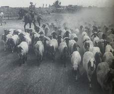 רועה צאן עם העדר