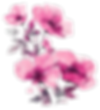 transparent-flower-arrangement-pink-flowers-with-green-leaves-on-black-background6612818ad86326.07666713 4