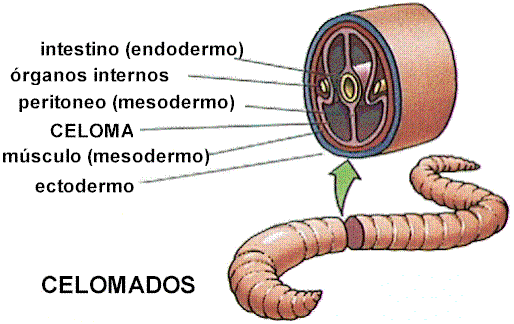 Celomados (anélidos)