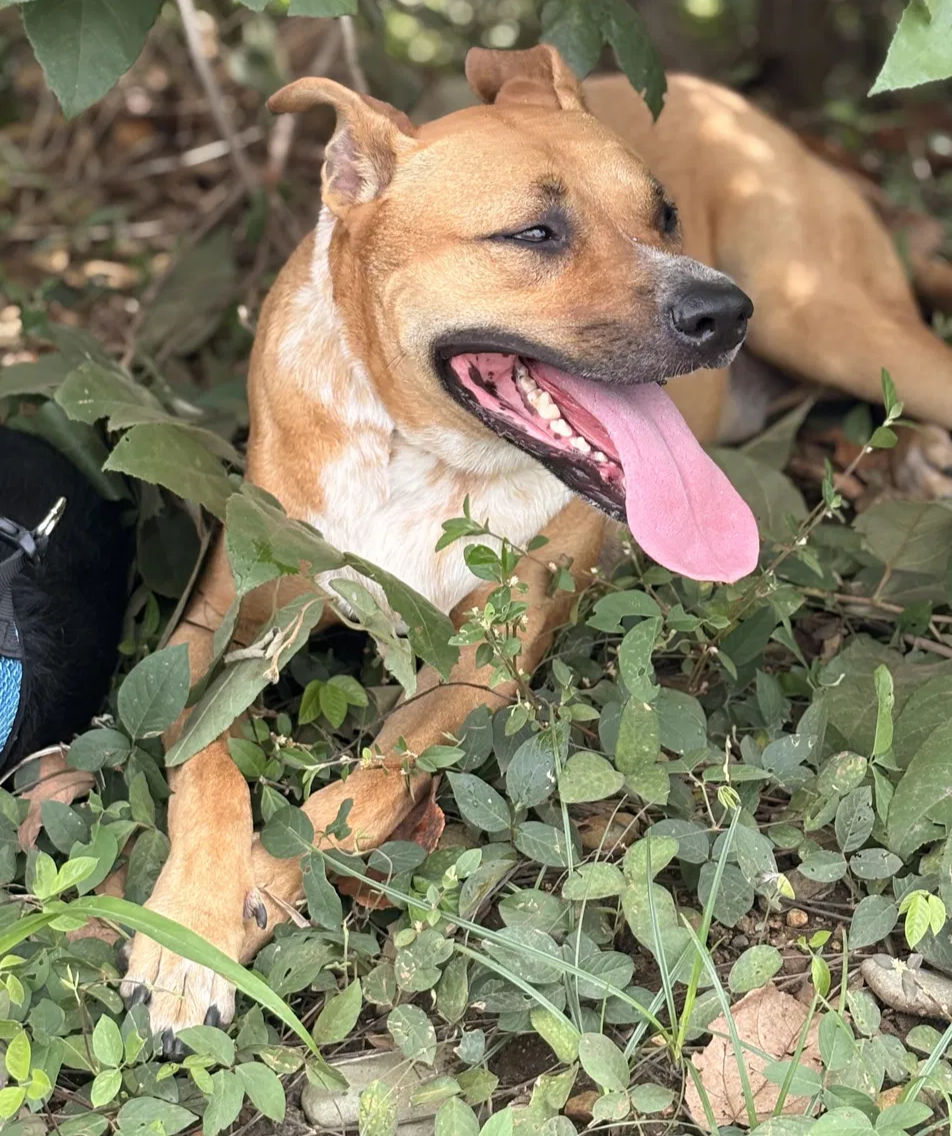 Loki, an australian cattle dog mix