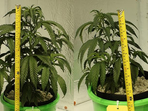 New Study Shows Fulvic Acid Accelerates Cannabis Growth Without Sacrificing Potency