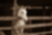 e-2093.jpg