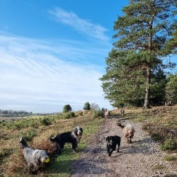 Bearded Collie Wilverly Plain