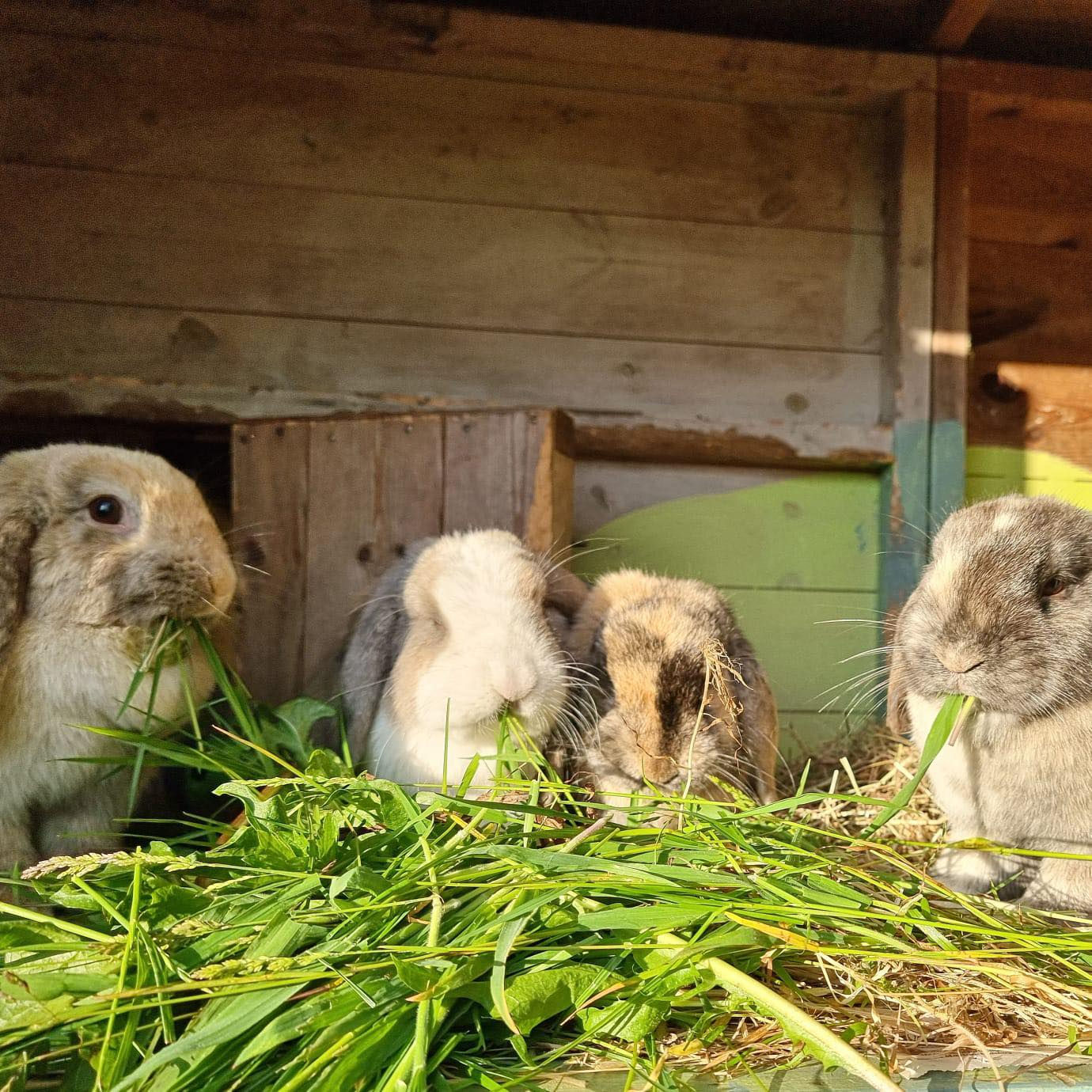 Bonding Video Assessment