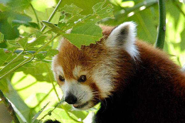 memphis zoo aniaml