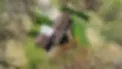DJI_0132.webp