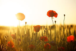 poppies-174276_640.jpg