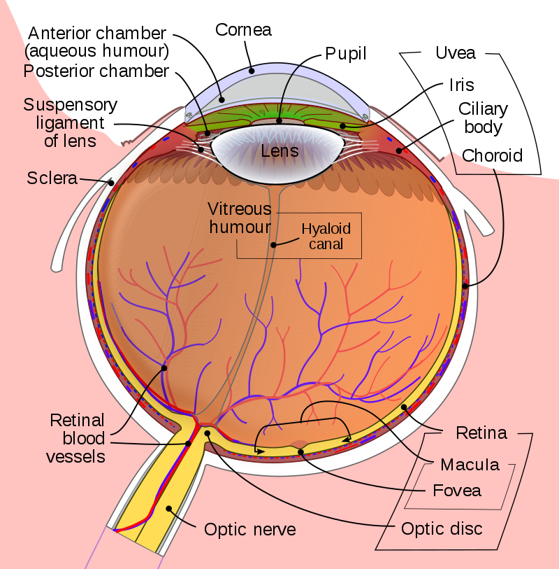 Cross section view human eye showing uvea, etc: image file