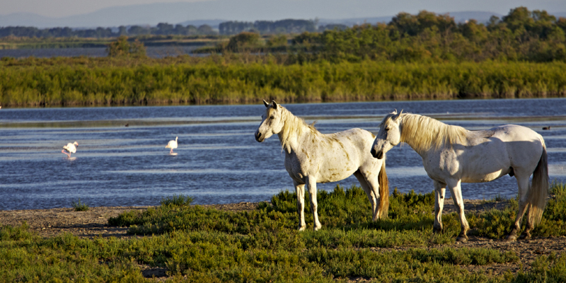 LA CAMARGUE