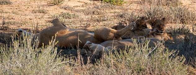 Attempted siesta - Kgalagadi Transfrotier Park.jpg