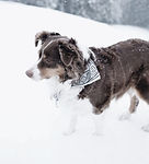 Australian Shepherd glücklich in der Hundephysiotherapie in Zürich