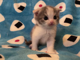 ダイリュートちゃん御家族様決まりました！💗