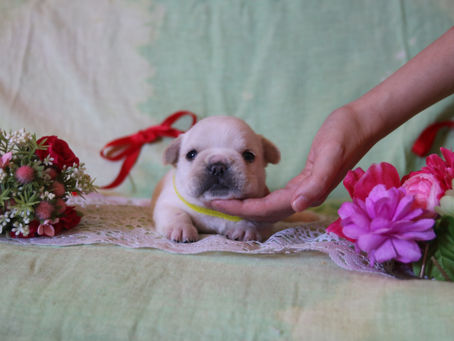 当犬舎ハイレベルな両親から産まれました💖