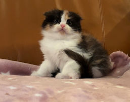 ななちゃん巣立ちました🏠♡