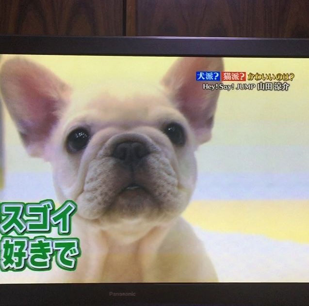 当犬舎フレンチブルドッグ出演