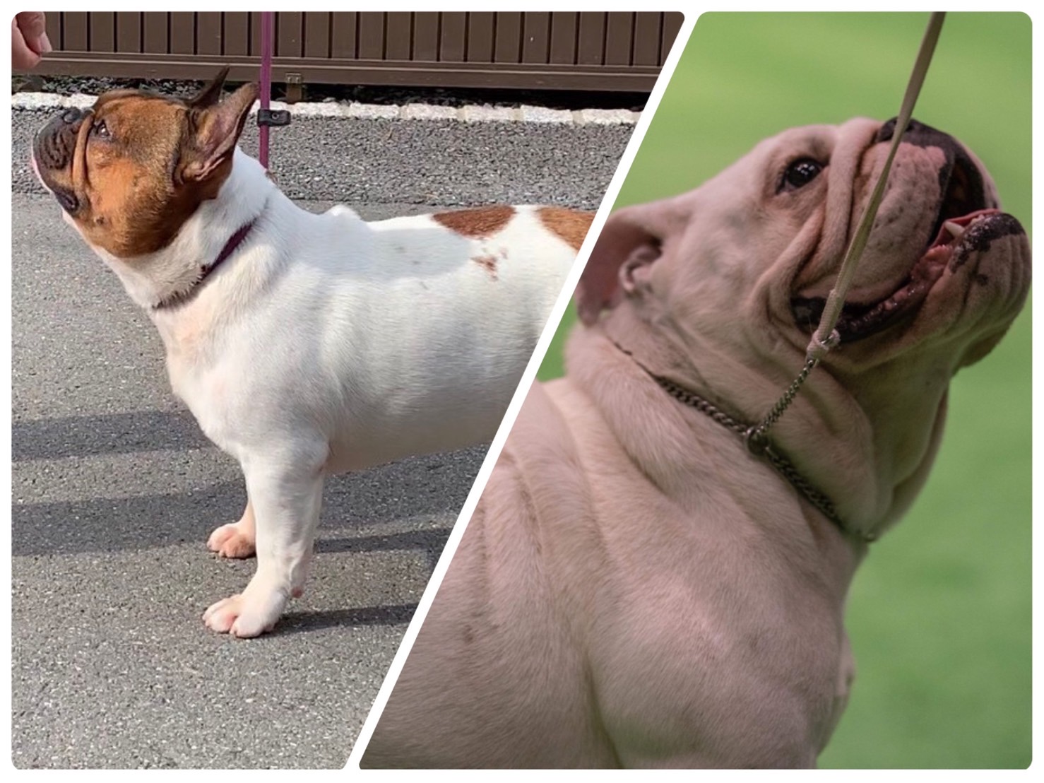 白い背景に子犬の英語のブルドッグ。かわいいリアルな犬。水の色。イラトス。テンプレート。」のイラスト素材 693852964 | Shutterstock, image size:1478x1108