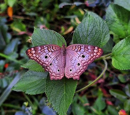 WhatsApp Image 2025-09-30 at 11.23.09.jpeg